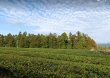 画像2: 北村茶園　新茶１番摘み１００ｇ (2)