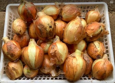 画像1: タマネギ５キロ