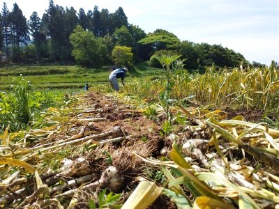画像3: ニンニク５００ｇ