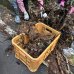 画像4: セメント不要　らくらく菌ちゃん農法レイズドベッド（小）価格は送料込　詳細は写真をタッチ (4)