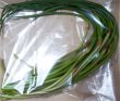 画像2: ニンニクの芽１５０ｇ (2)